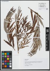 Foto von Salix viminalis L.